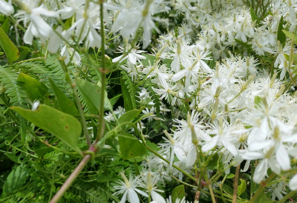 Clematis vitalba